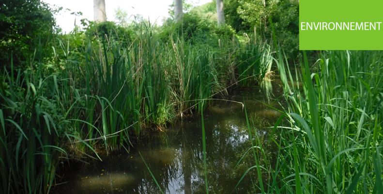 Tout savoir sur les zones humides du territoire Saumur Val de Loire