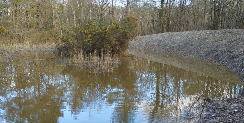 Sortie nature : à la découverte des mares du Bois du Petit Souper à Saumur