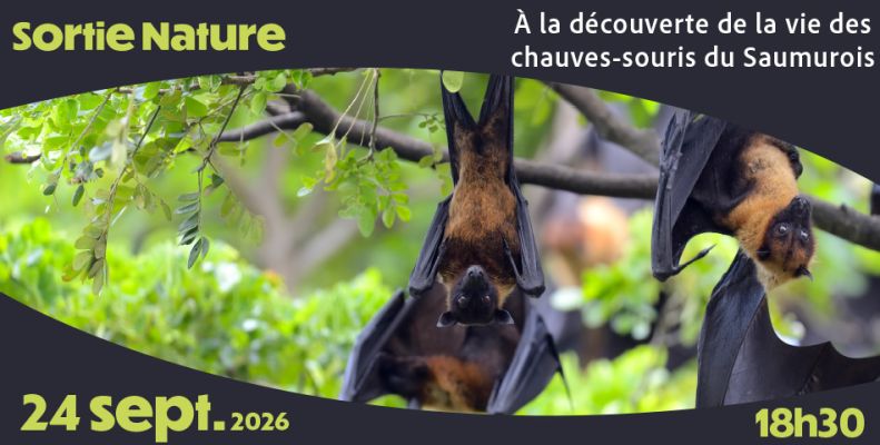 À la découverte des chauves-souris du Saumurois
