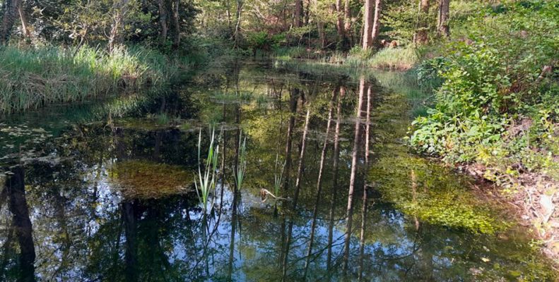 L’Agglomération Saumur Val de Loire poursuit  son programme de restauration et de création de mares