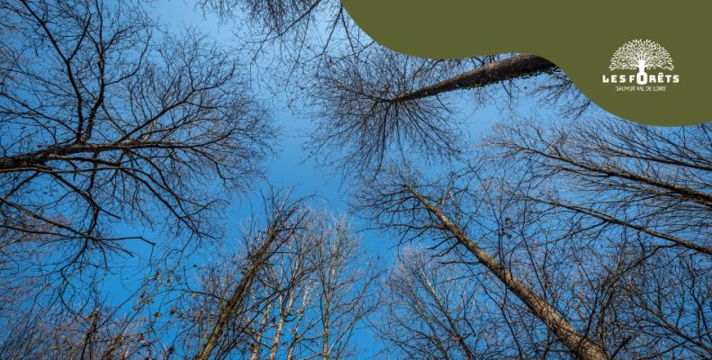 Fortes chaleurs et risque de feux de forêt : vigilance maximale sur le territoire