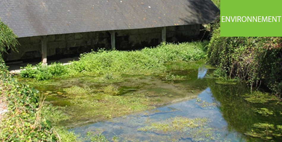 Saumurois : l’Agglomération lance une étude sur plusieurs cours d’eau