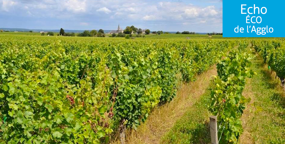 Un plan d’aide pour la viticulture 