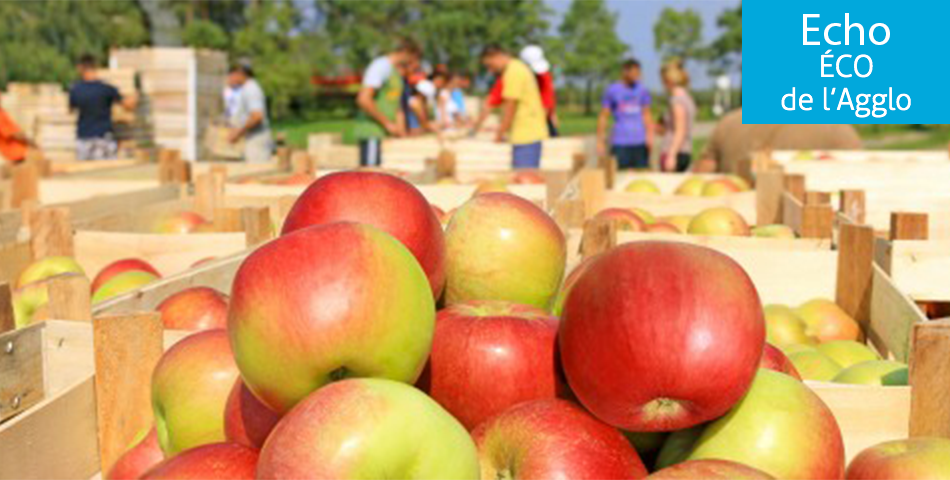 Agriculture : 780 emplois saisonniers à pourvoir en Anjou
