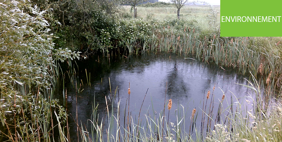 Inventaire des zones humides sur le bassin du Thouet et le bord de Loire : reprise des prospections de terrain depuis le 18 octobre 2021 et consultation des résultats pour 6 communes