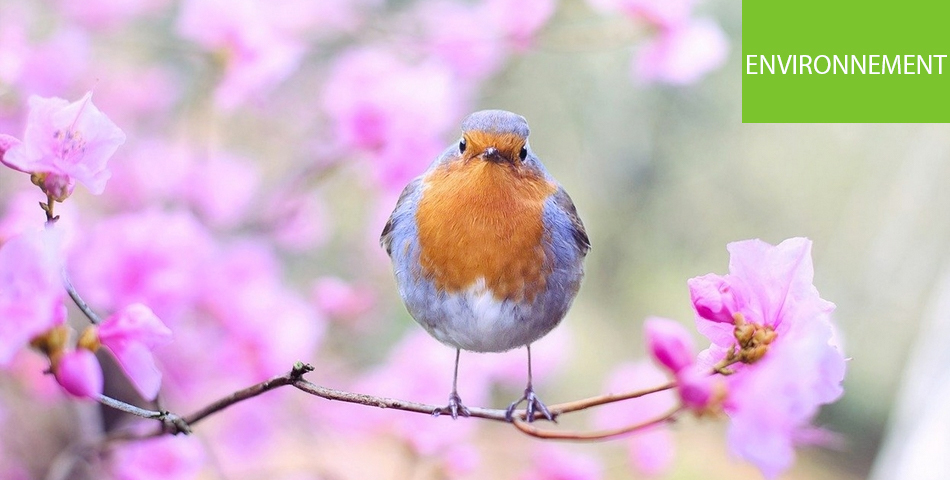 Saumur : Sortie nature le 27 août - Les oiseaux du Thouet