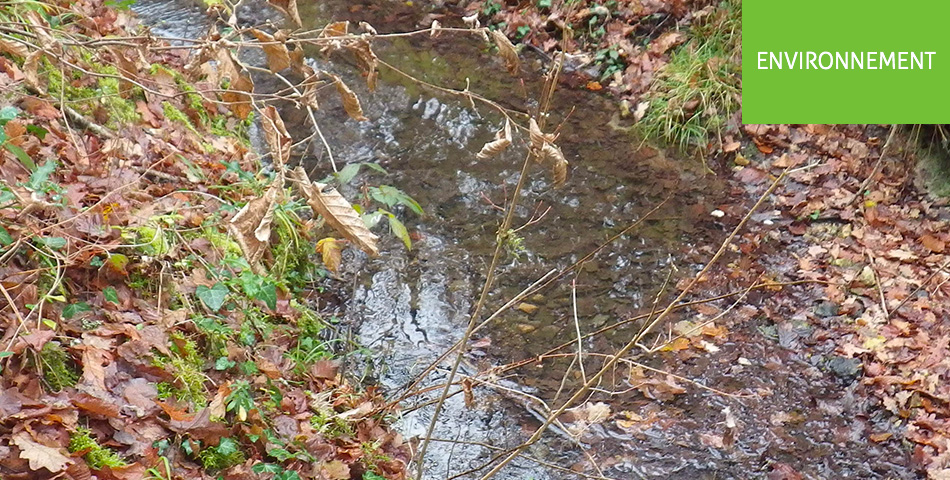 Cours d’eau : à la découverte d’une perle bleue