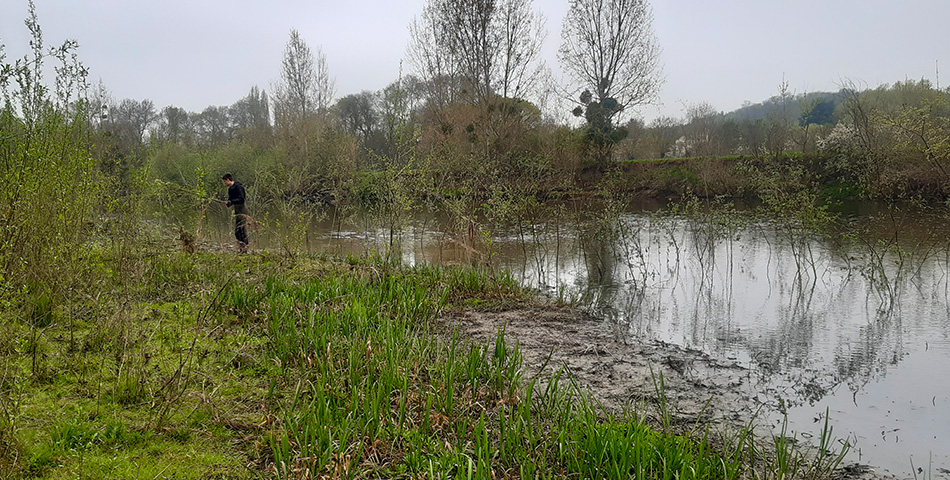 Un chantier de plantation de saules le 4 mai