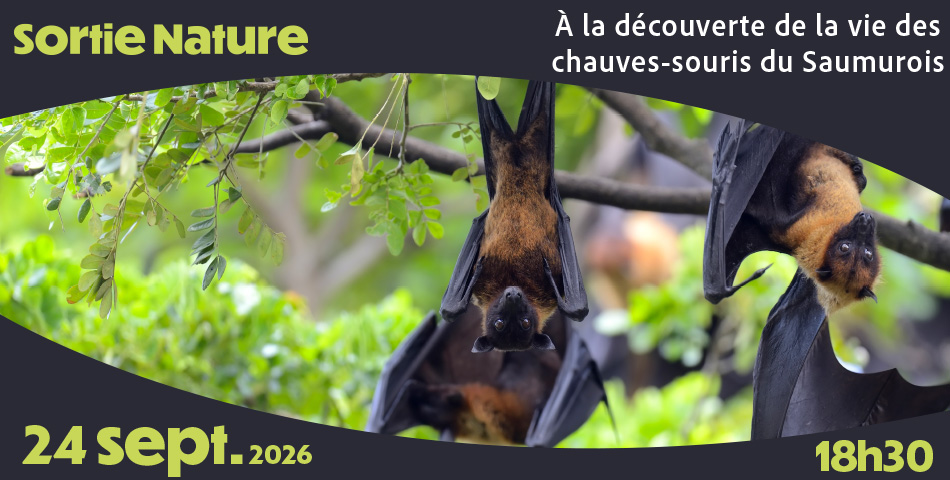 &Agrave; la d&eacute;couverte des chauves-souris du Saumurois