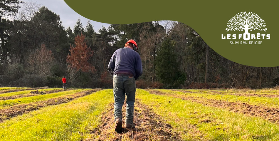 Les forêts Saumur Val de Loire : un projet de plantation à Gennes-Val-de-Loire