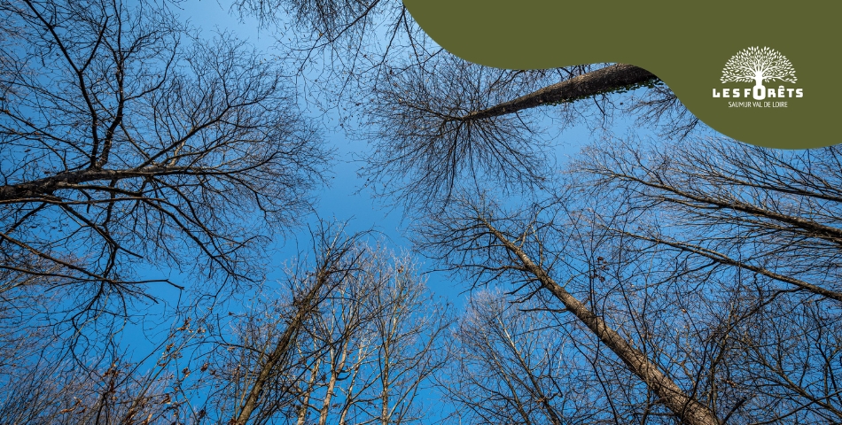 Fortes chaleurs et risque de feux de for&ecirc;t : vigilance maximale sur le territoire